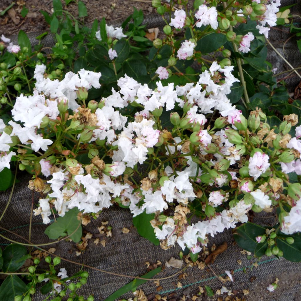 Lagerstroemia Petite Snow - Mirto crespo
