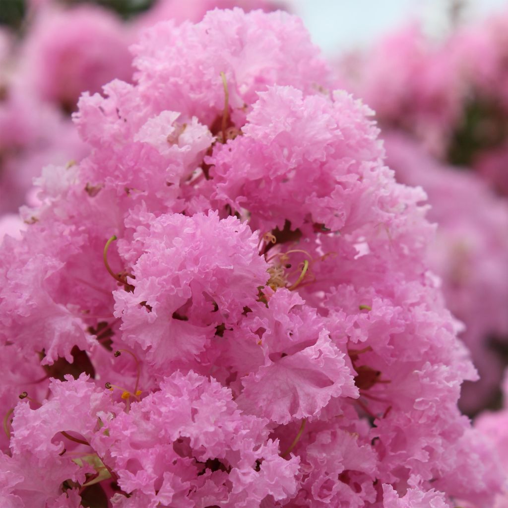 Lagerstroemia indica Soir d'Eté - Lilas des Indes