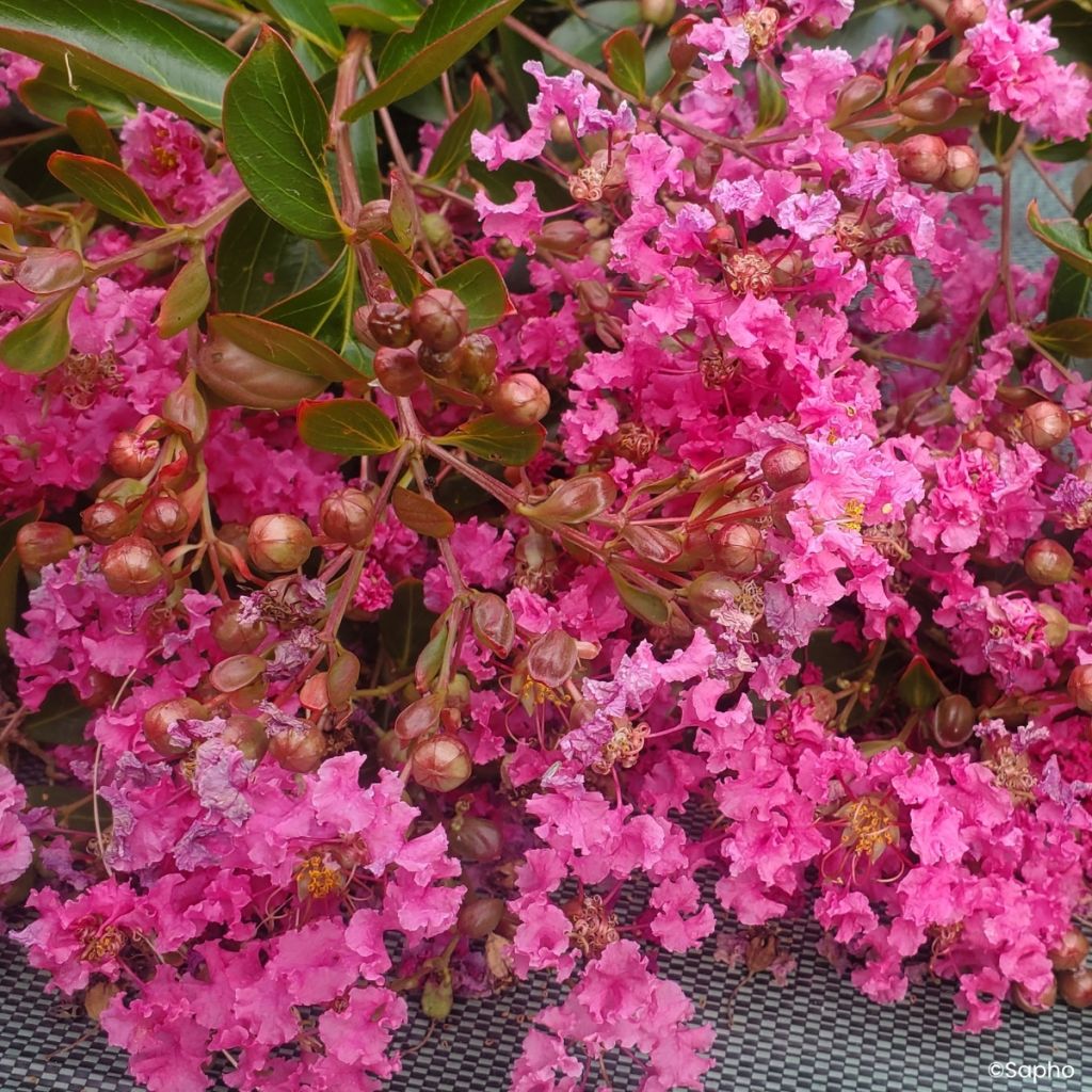 Lagerstroemia Mimie Rose - Mirto crespo