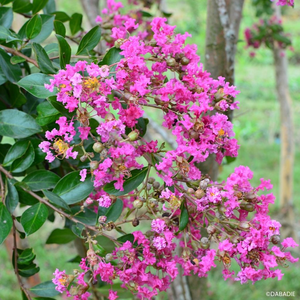 Lagerstroemia Mimie Rose - Mirto crespo
