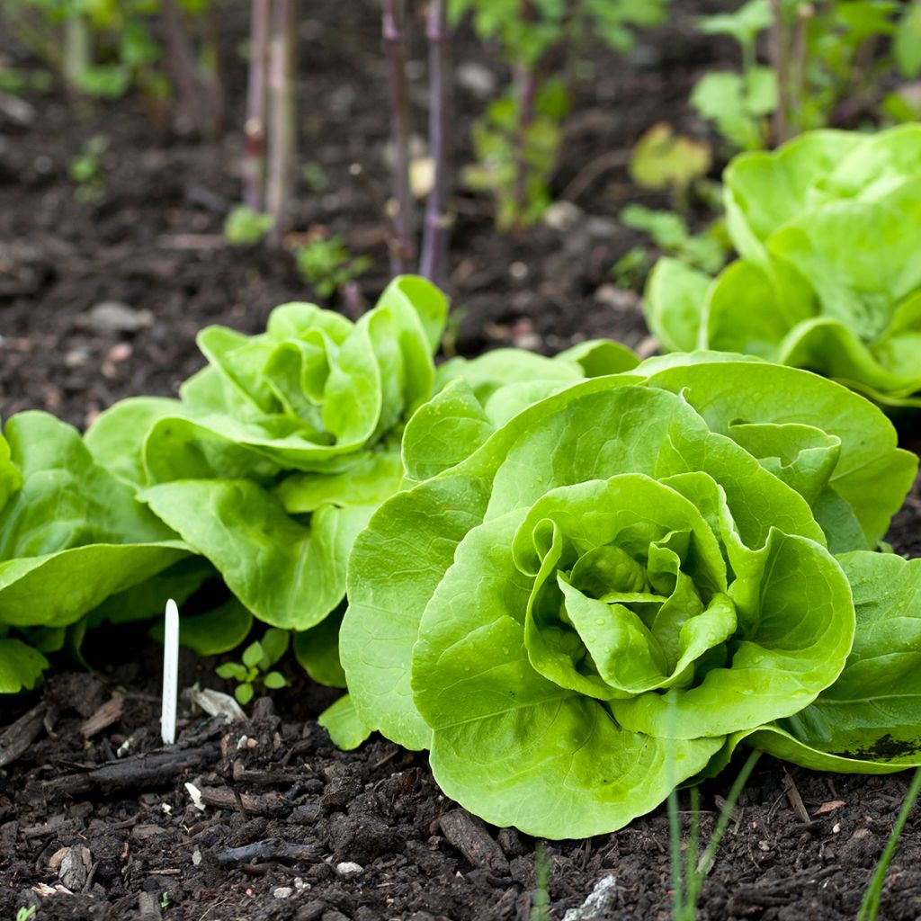 Lattuga a cappuccio Reine de Mai