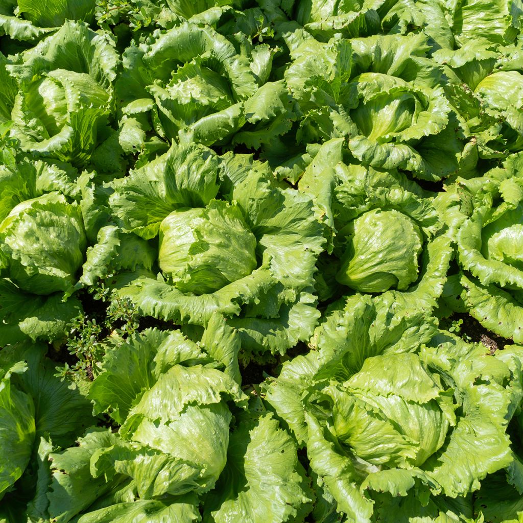 Lattuga a cappuccio Reine de Mai