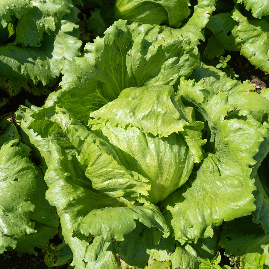 Lattuga a cappuccio Reine de Mai