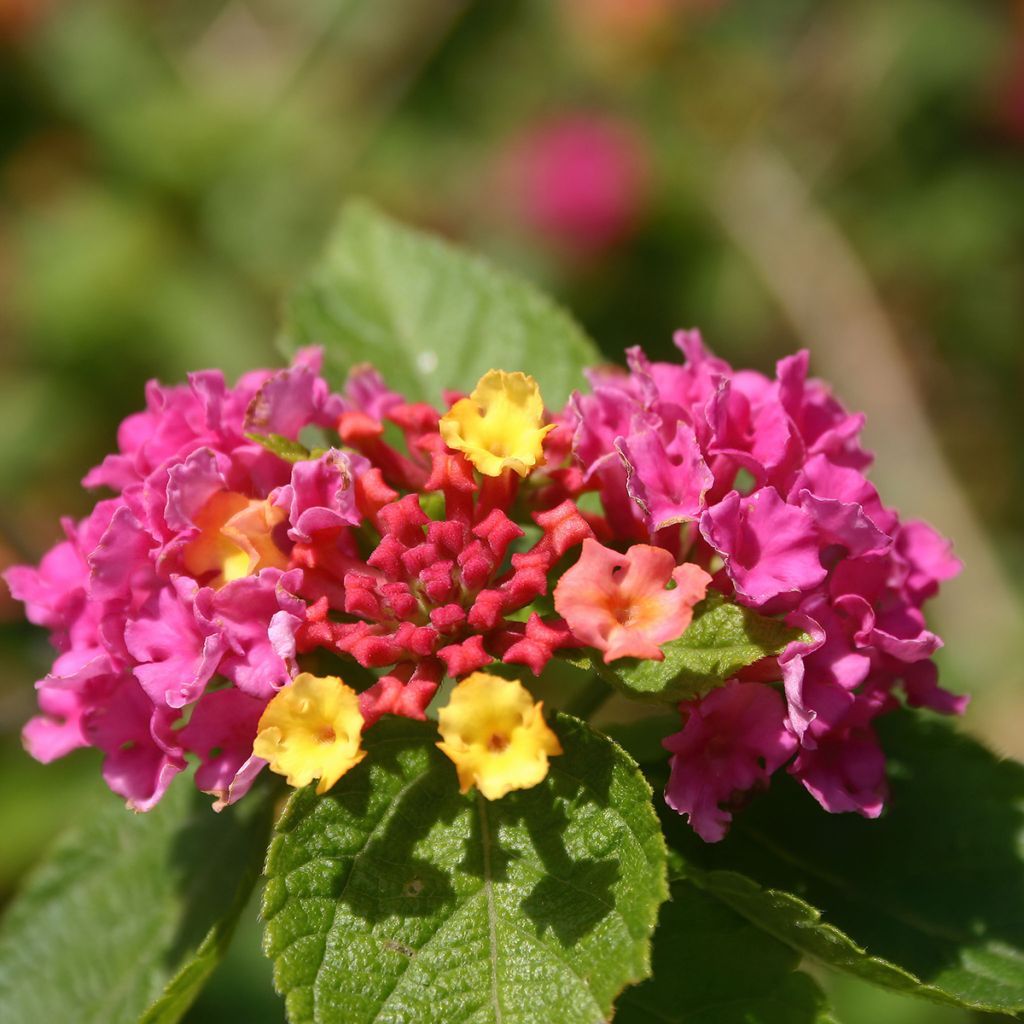Lantana Gem Diva Pink