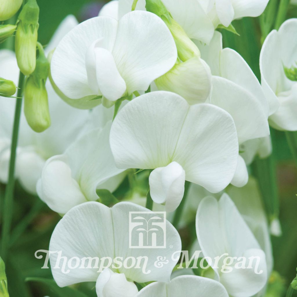 Lathyrus Latifolius White Pearl