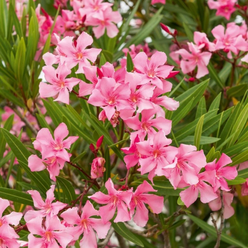 Nerium oleander Margarita – Oleandro