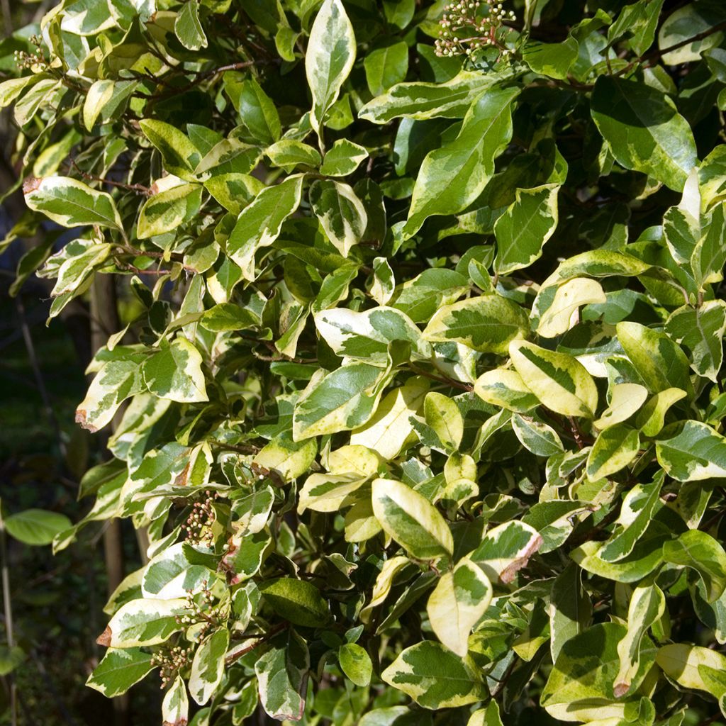 Viburnum tinus Variegatum