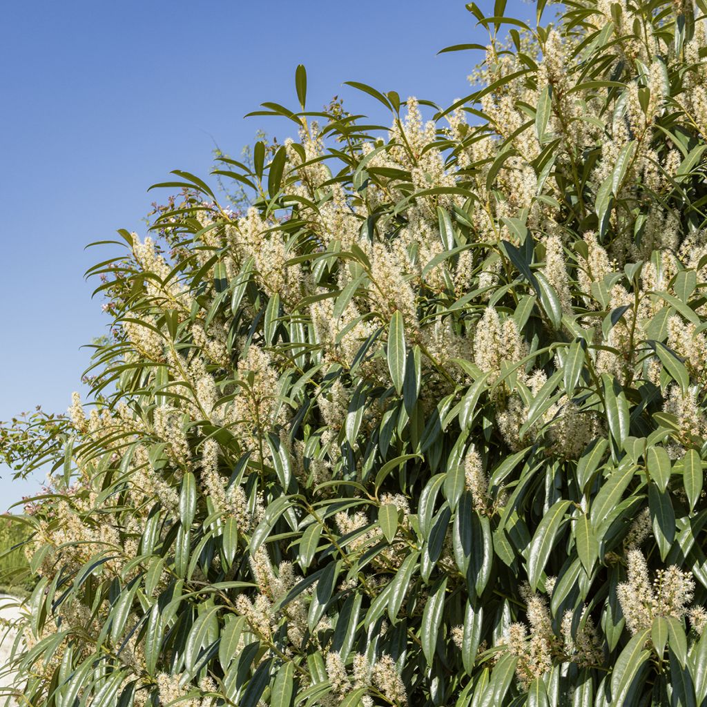 Lauroceraso Otto Luyken