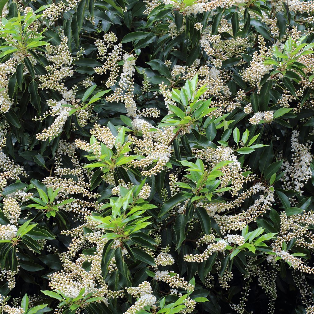 Prunus lusitanica Angustifolia - Lauro del Portogallo