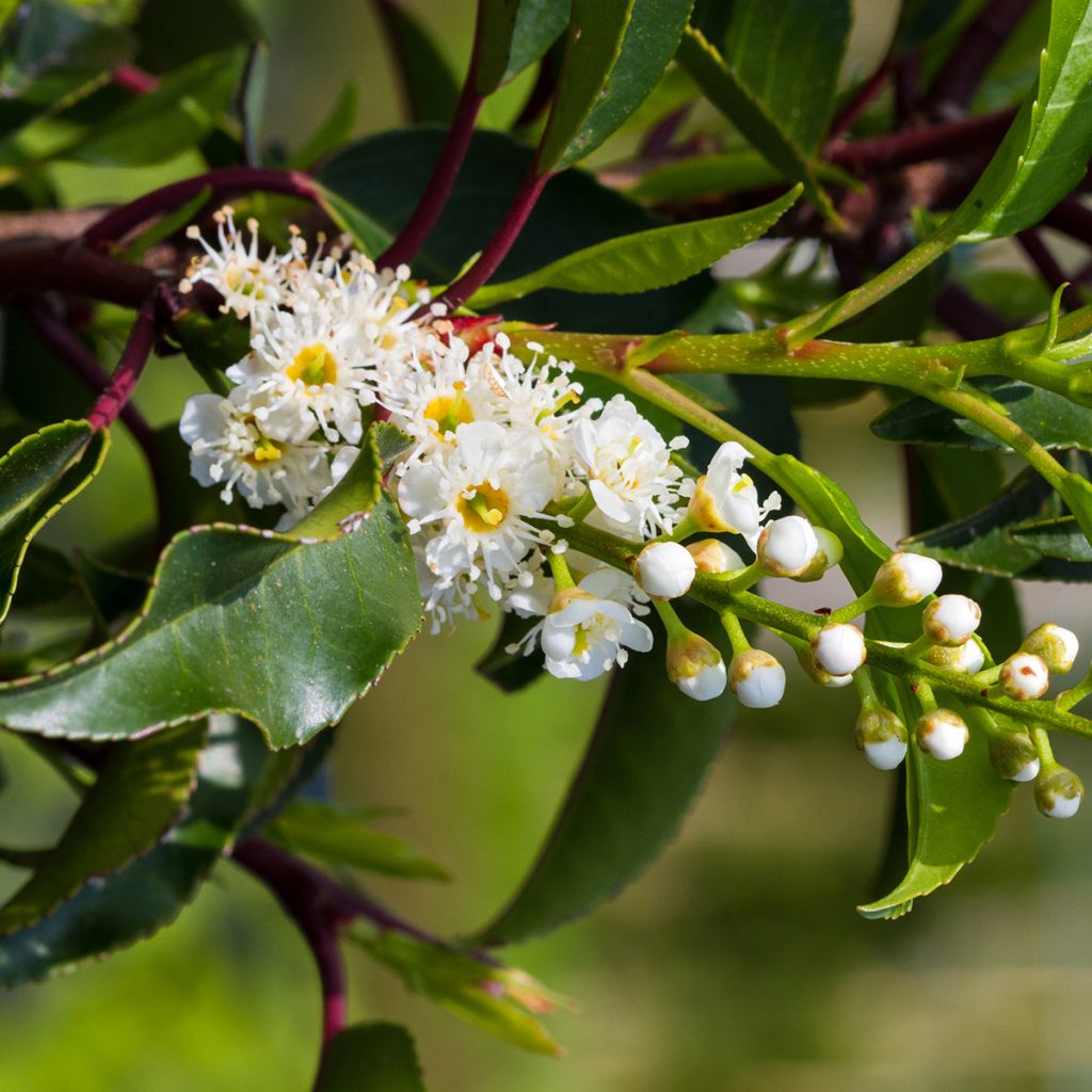 Prunus lusitanica Brenelia - Lauro del Portogallo