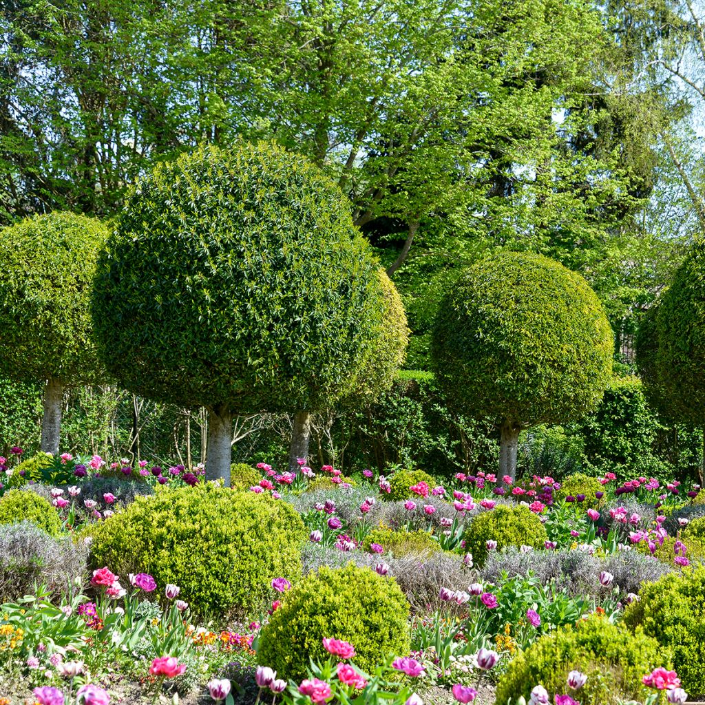 Prunus lusitanica - Lauro del Portogallo