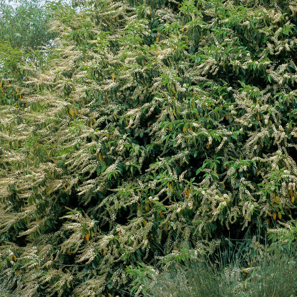 Prunus lusitanica - Lauro del Portogallo