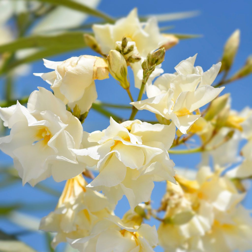 Nerium oleander Luteum Plenum - Oleandro