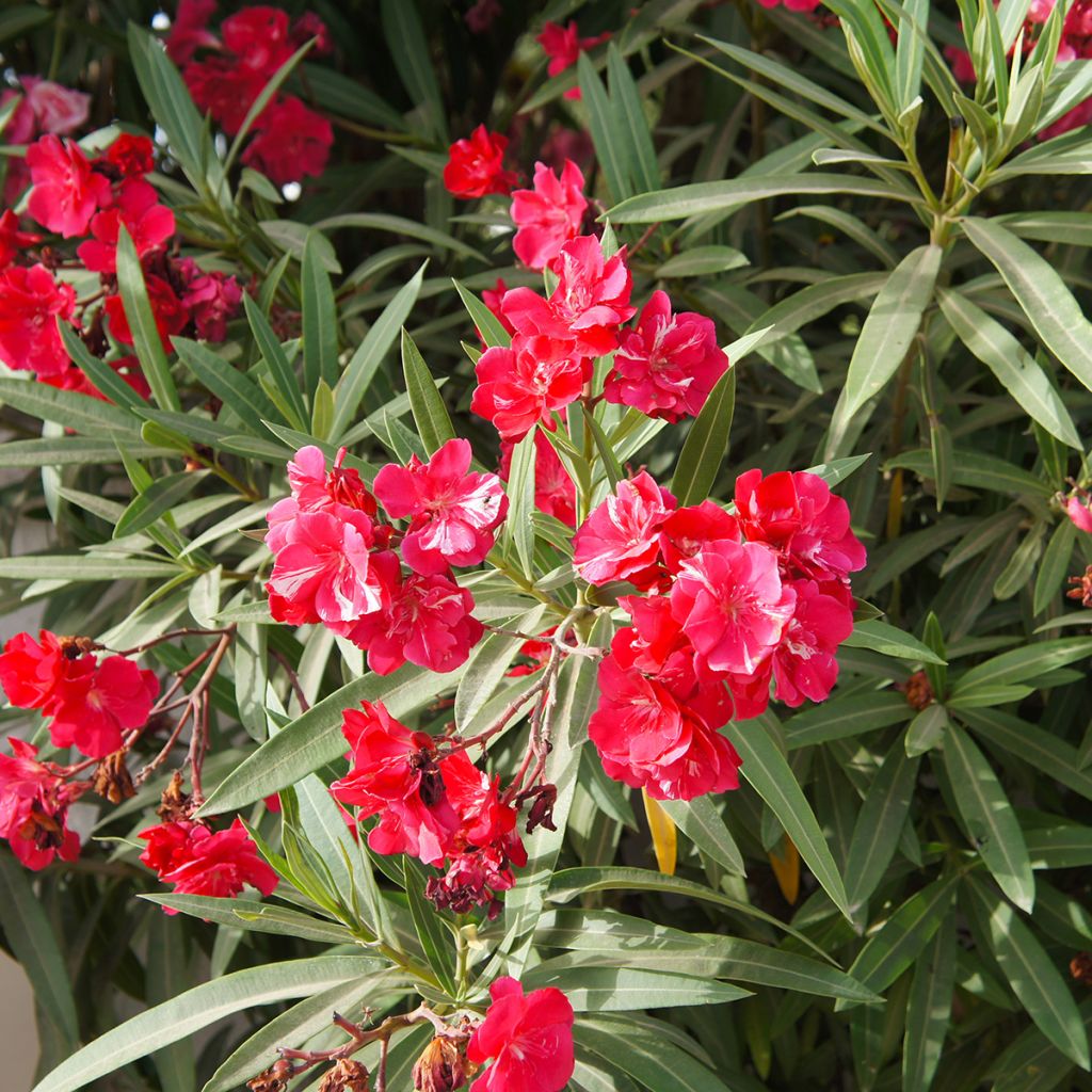 Nerium oleander Double Red - Oleandro