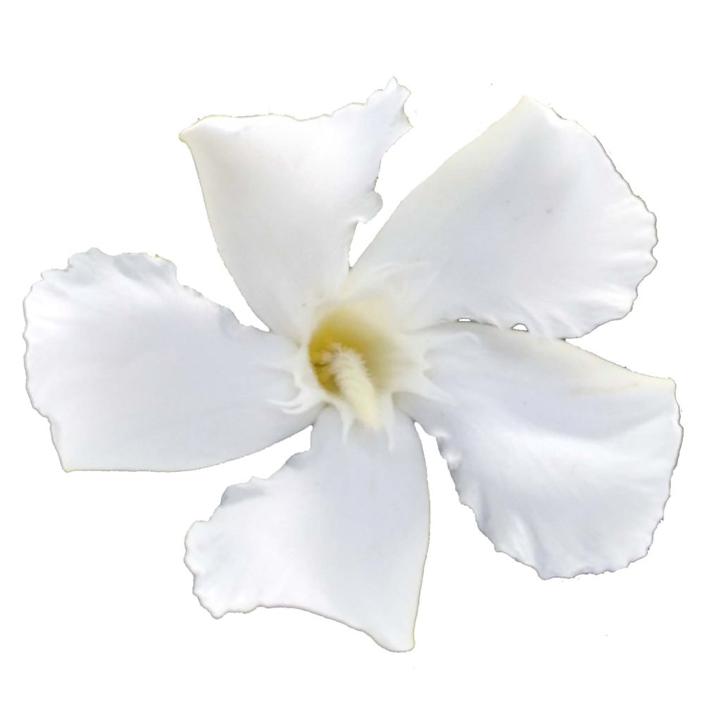 Nerium oleander Soeur Agnes - Oleandro