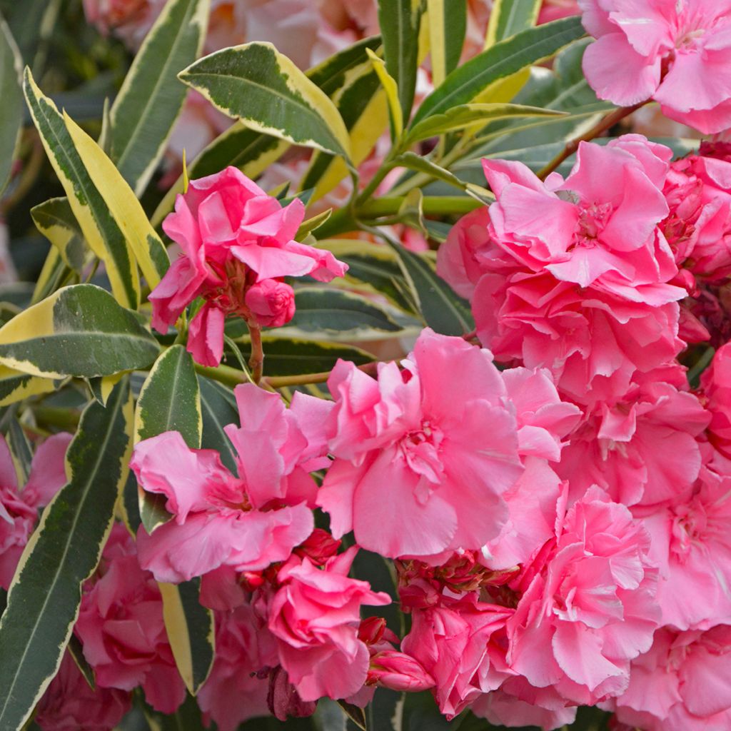 Nerium oleander Variegata - Oleandro