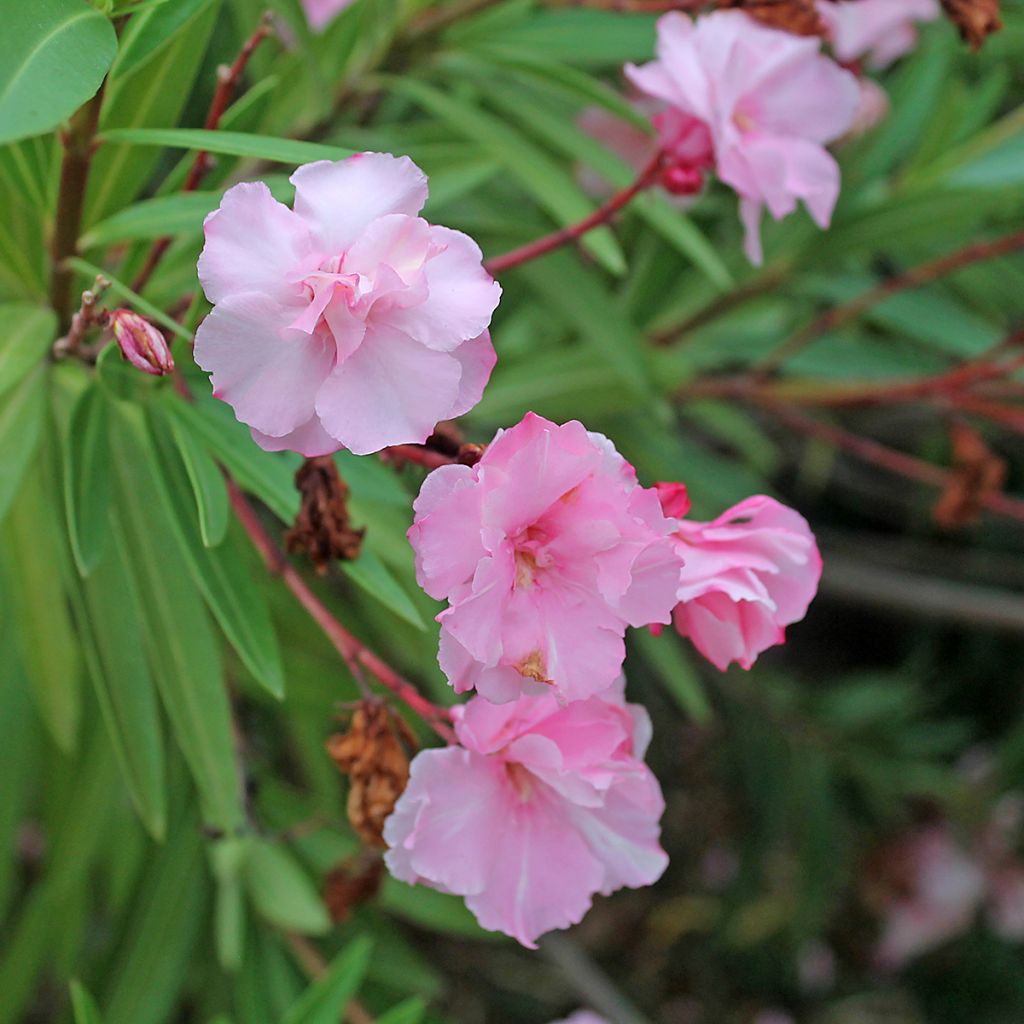 Nerium oleander Roseum Plenum - Oleandro
