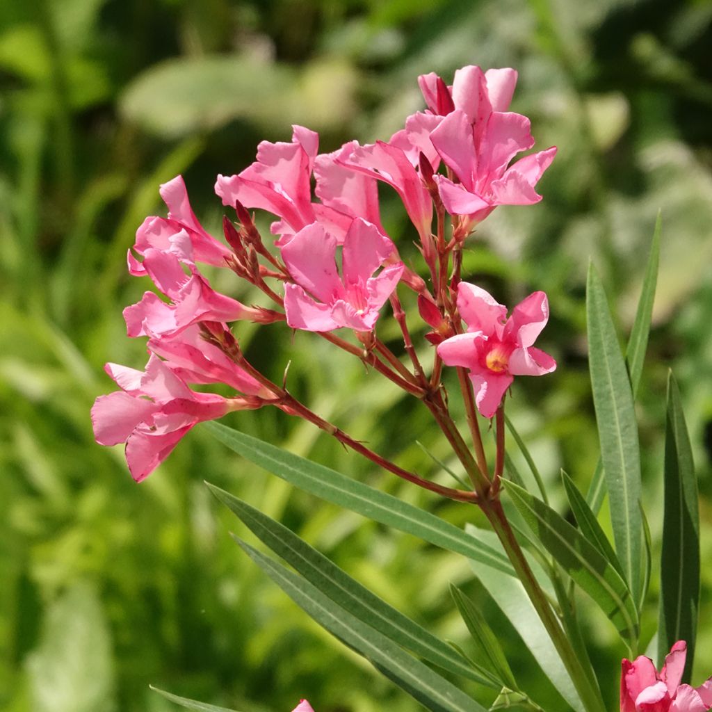 Nerium oleander Maurin des Maures – Oleandro