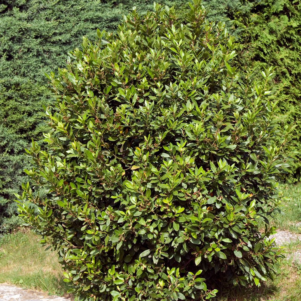 Laurus nobilis De Jerusalem - Alloro
