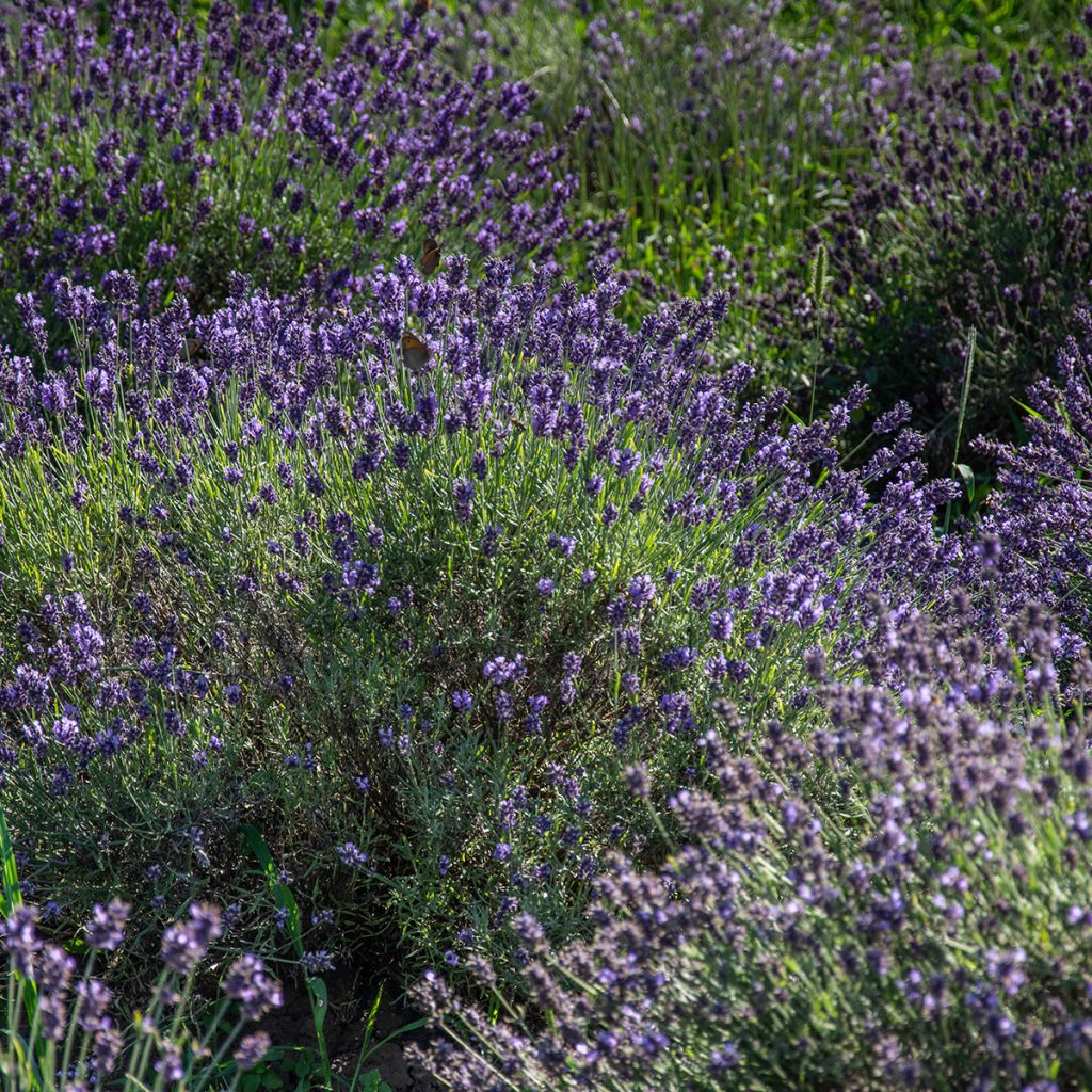 Lavandula angustifolia Havana - Lavanda vera