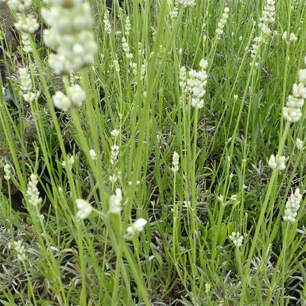 Lavandula angustifolia Hidcote White - Lavande officinale