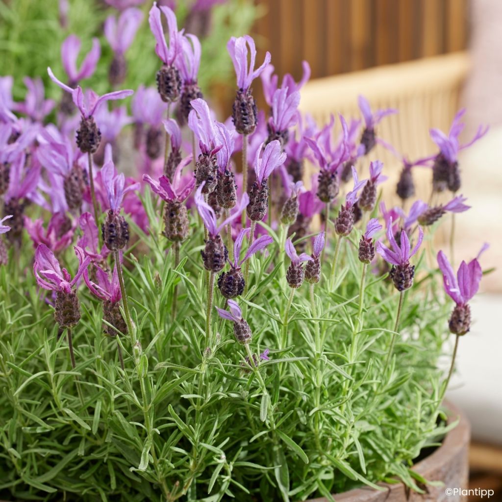 Lavandula stoechas Bella Toscane - Lavanda selvatica