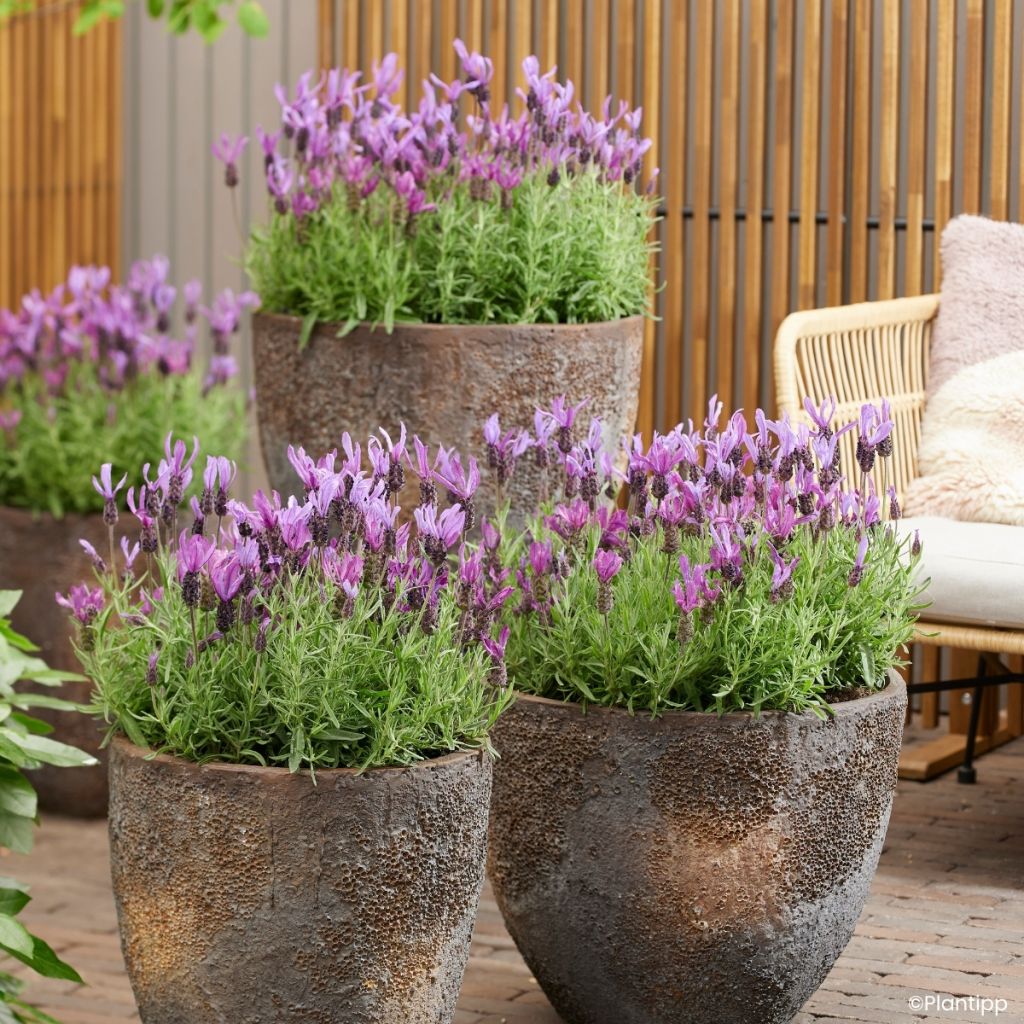 Lavandula stoechas Bella Toscane - Lavanda selvatica