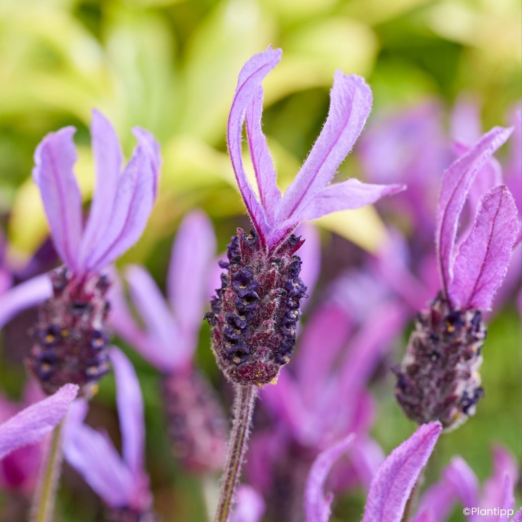 Lavandula stoechas Bella Toscane - Lavanda selvatica