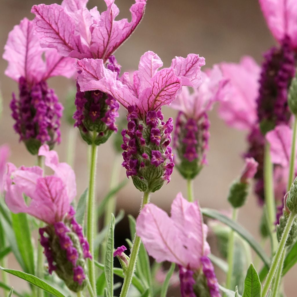 Lavandula stoechas The Princess - Lavanda selvatica