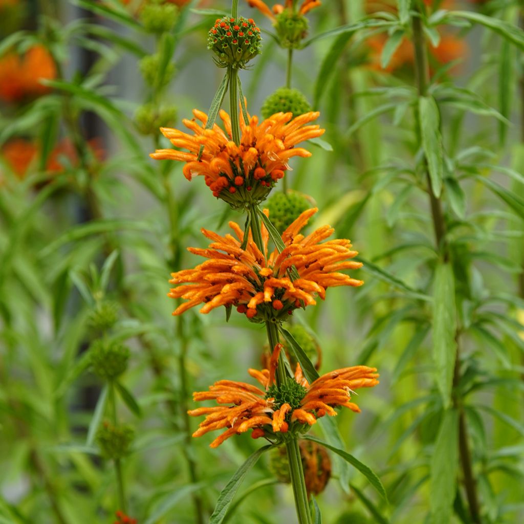 Leonotis nepetifolia (semi) - Coda di leone
