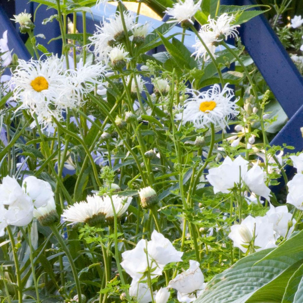 Leucanthemum superbum Old Court - Margherita