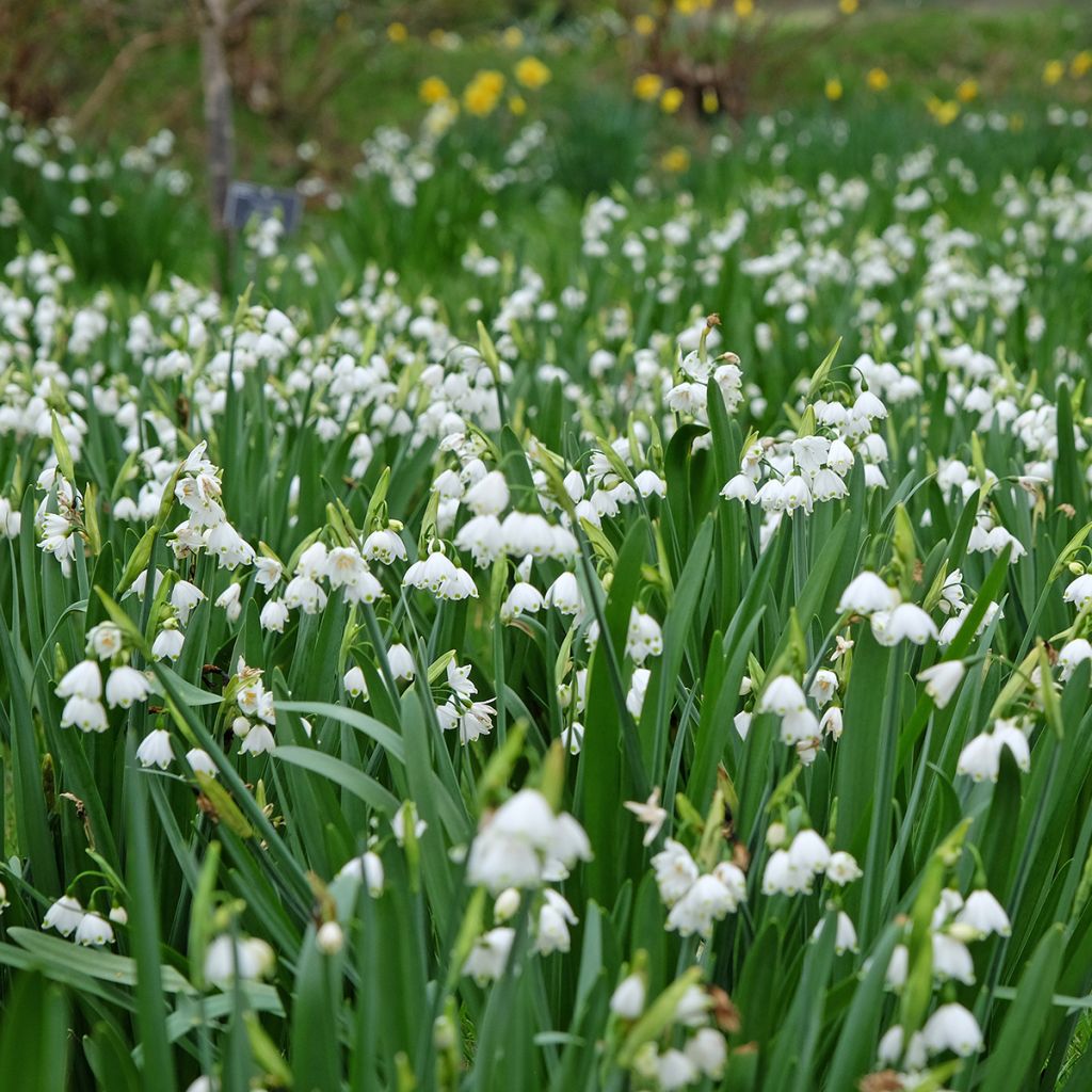 Leucojum aestivum Bridesmaid - Campanelle maggiori