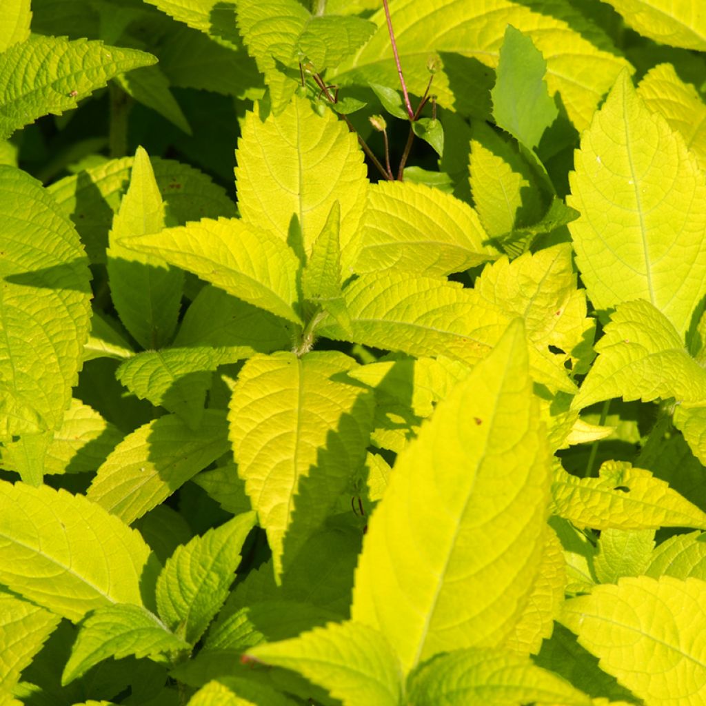 Leucosceptrum japonicum Golden Angel - Leucosceptrum japonicum