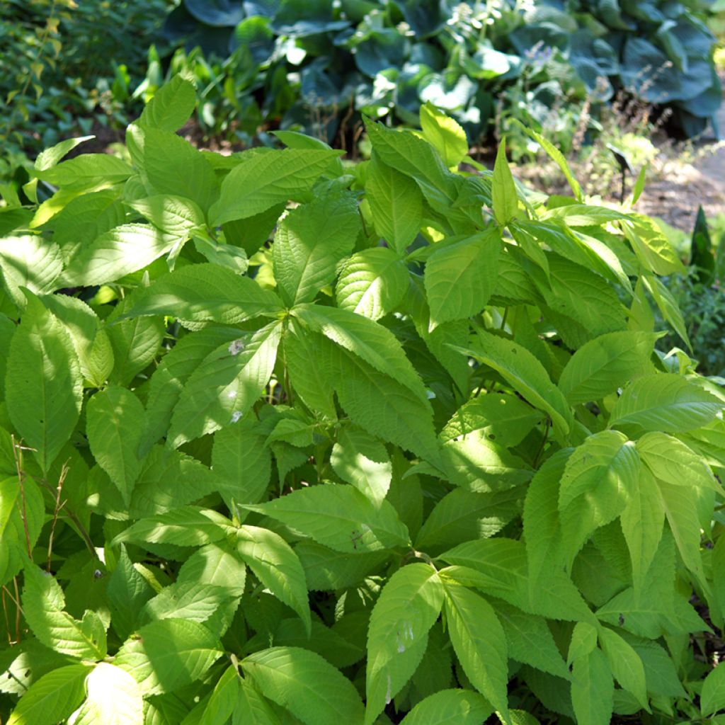 Leucosceptrum japonicum Golden Angel - Leucosceptrum japonicum