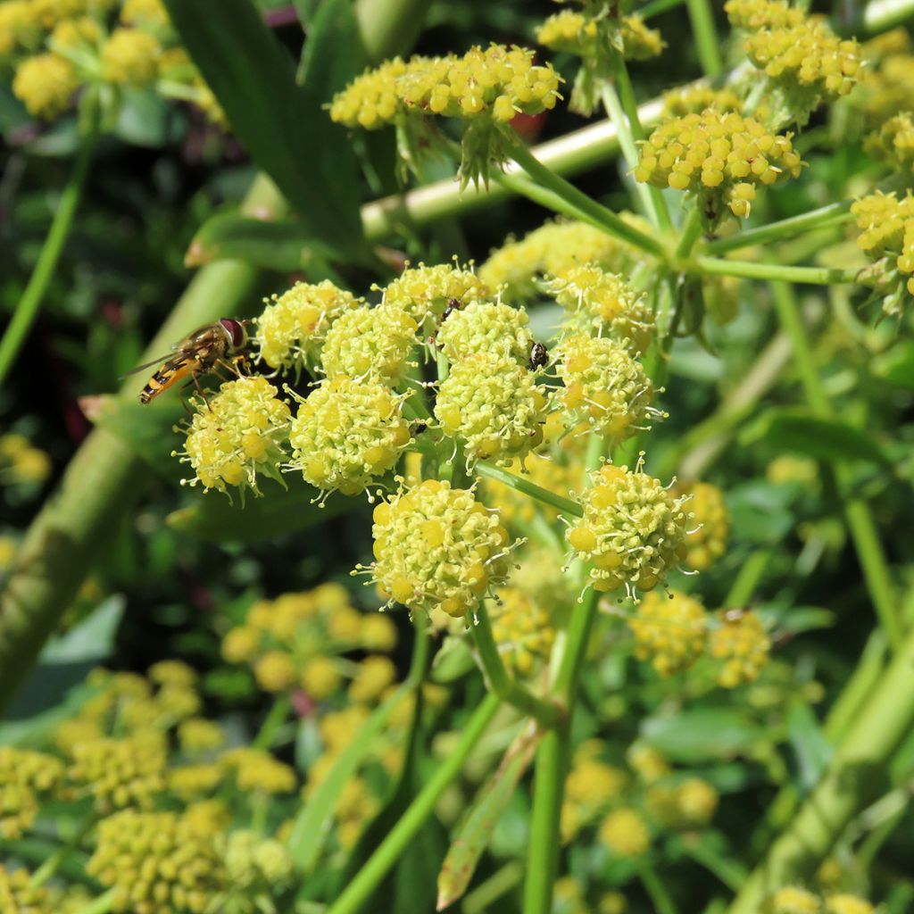 Levisticum officinalis - Levistico