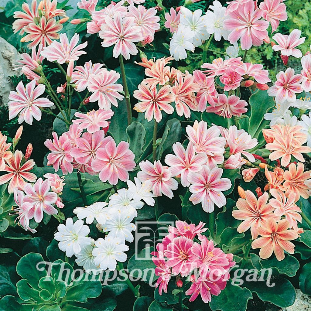 Lewisia Cotyledon Galaxy Mixed