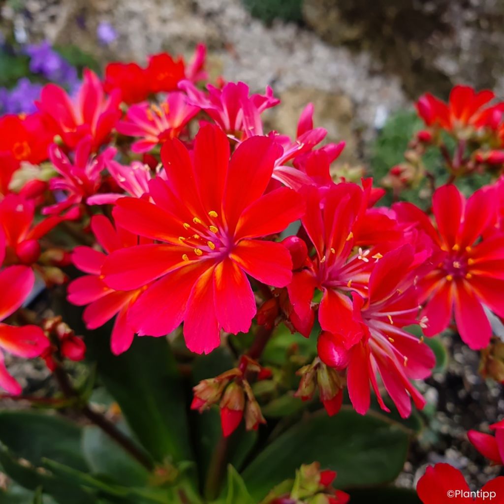 Lewisia Sunset Glow