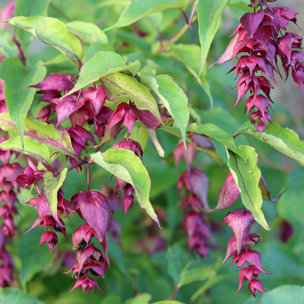 Leycesteria formosa (semi) - Caprifoglio himalayano
