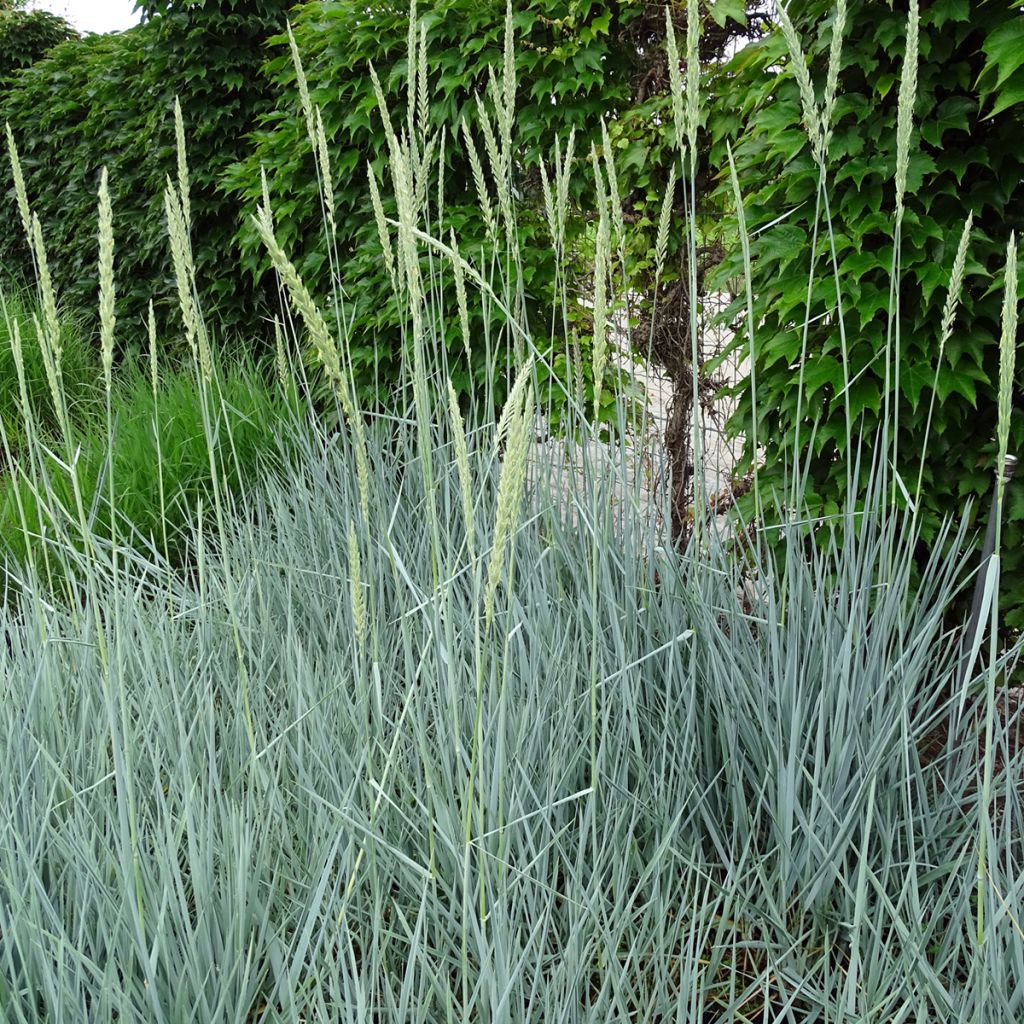 Leymus arenarius Blue Dune - Blé d'Azur