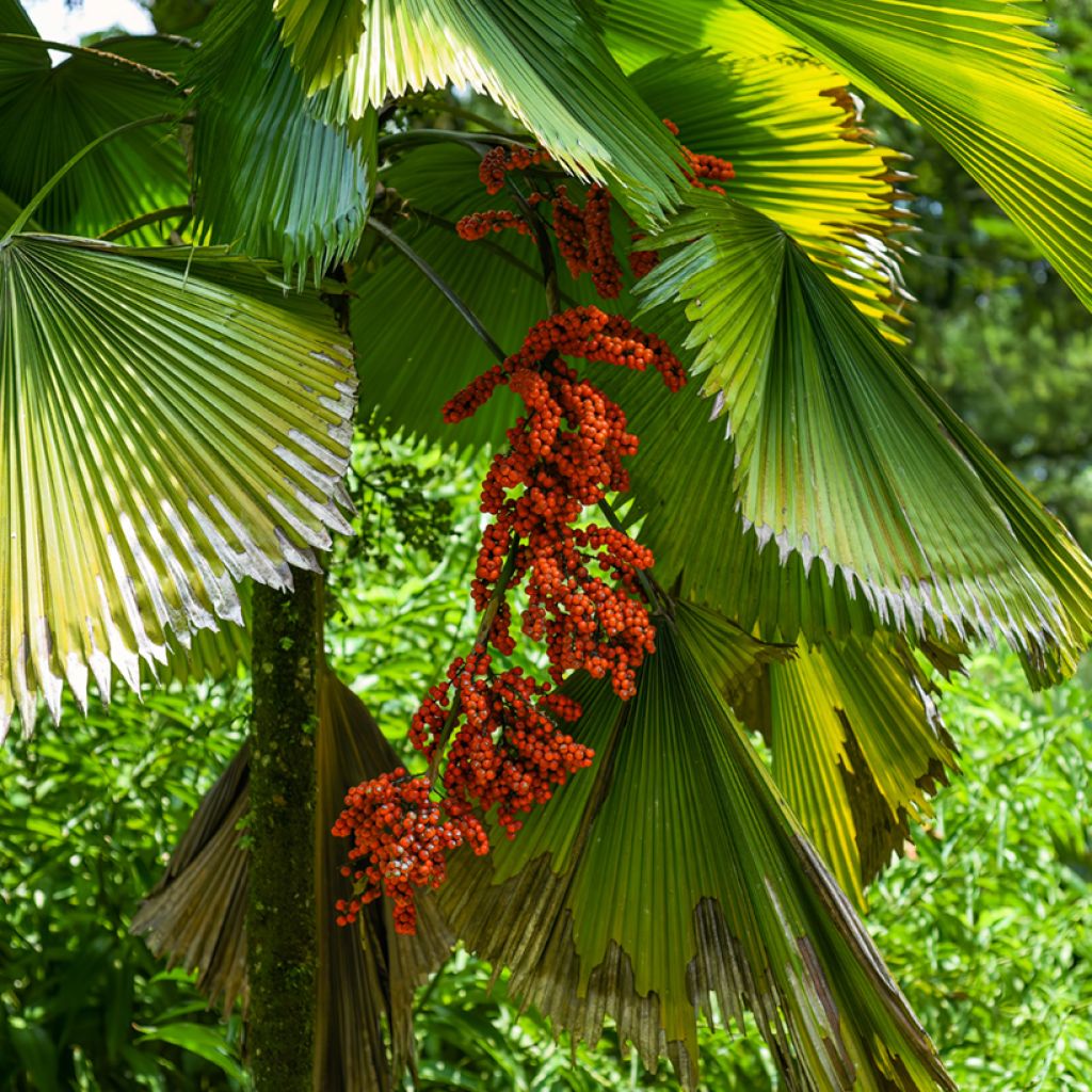 Licuala grandis
