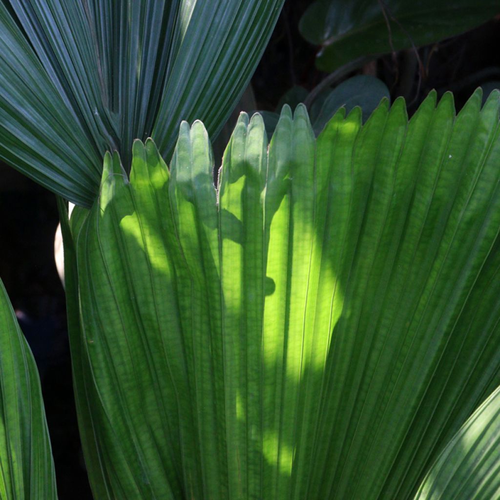 Licuala grandis