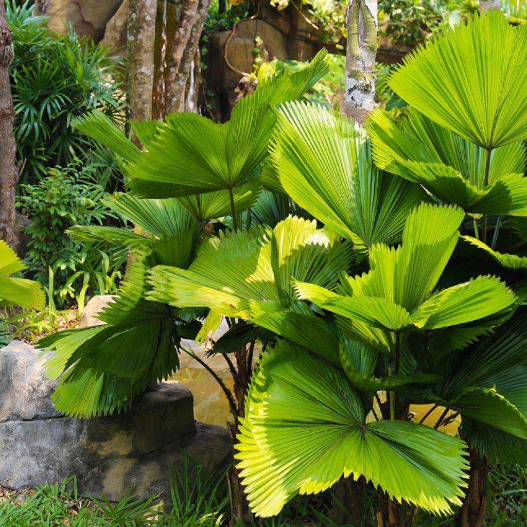 Licuala grandis