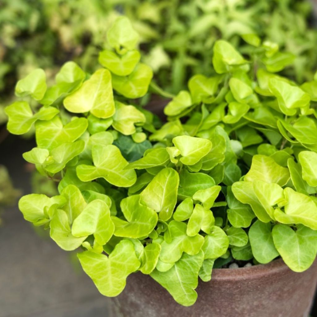 Lierre d'ornement - Hedera helix Jake