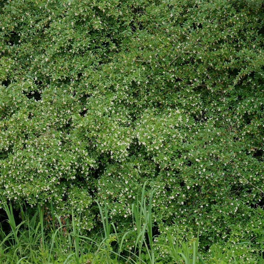 Troène à feuilles obtuses - Ligustrum obtusifolium Ilvomassi