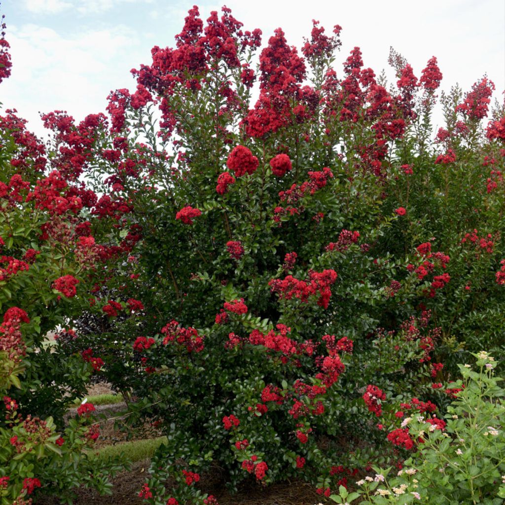 Lagerstroemia Ruffled Red Magic - Mirto crespo