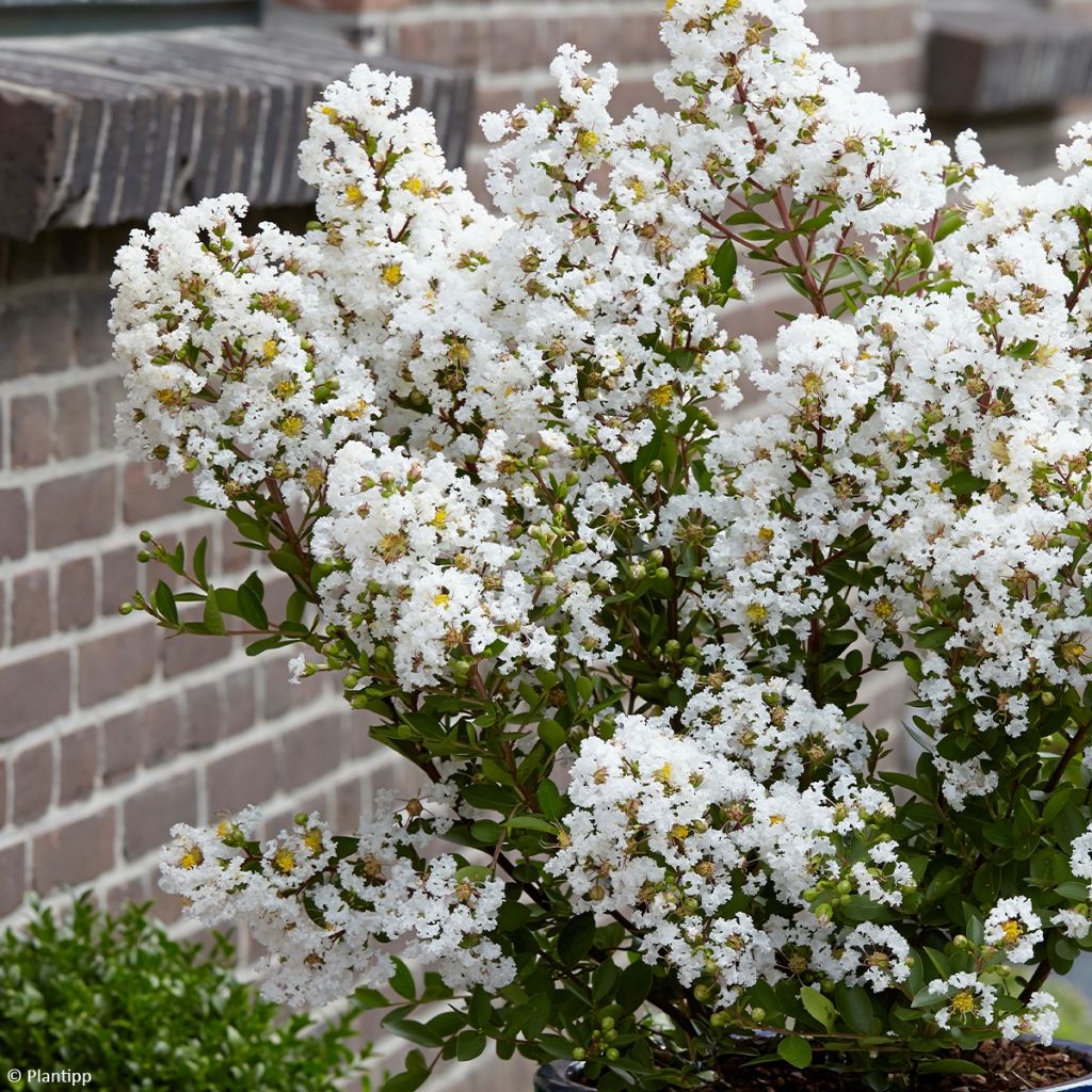 Lagerstroemia Virgin With Love - Mirto crespo