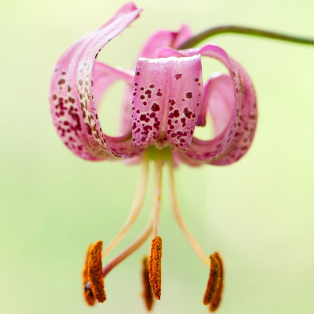 Giglio martagone - Lilium martagon