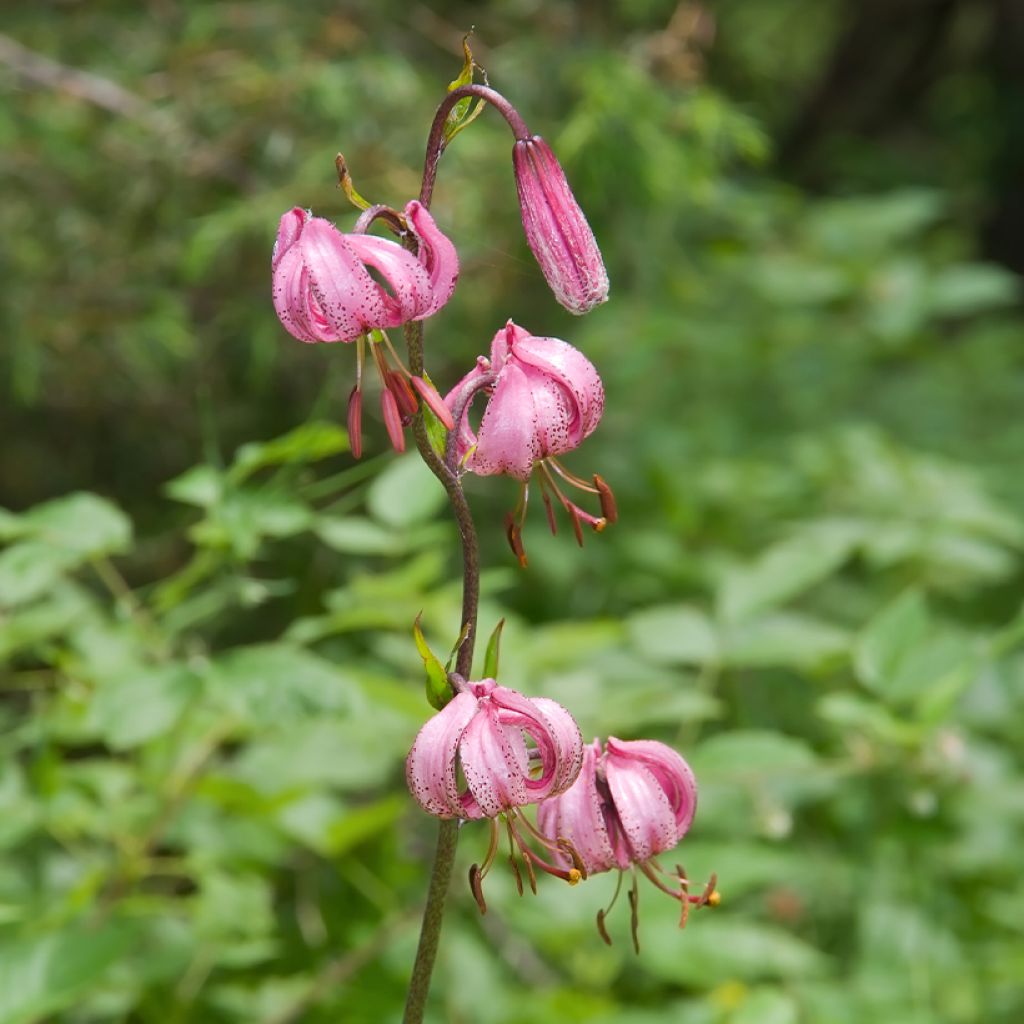 Giglio martagone - Lilium martagon
