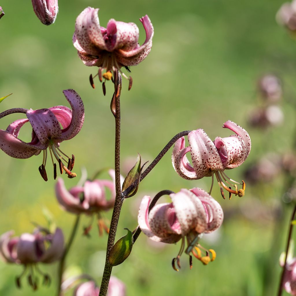 Giglio martagone - Lilium martagon