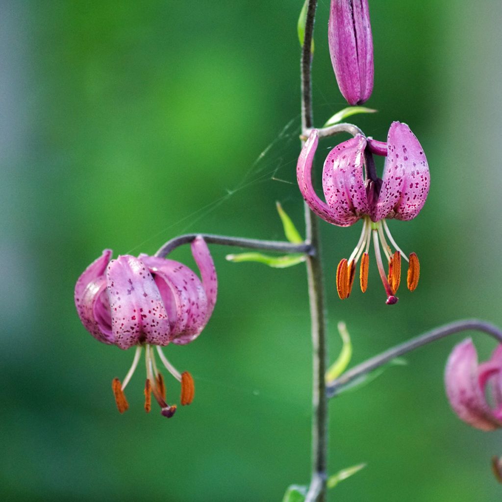 Giglio martagone - Lilium martagon